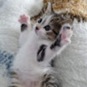 Meet your Posher, Kelly